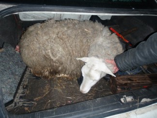 В Пензенской области голодная сельчанка похитила овцу у соседки