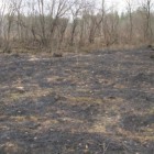 В Пензенской области трое пьяных граждан устроили пожар в лесу 