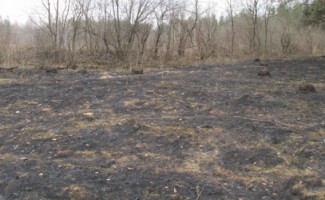В Пензенской области трое пьяных граждан устроили пожар в лесу 