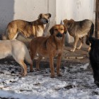 В Камешкирском районе собаки «бомбят» хозяйства местных жителей