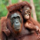 В пензенском зоопарке горожане смогут покормить с рук обезьян
