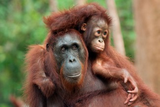 В пензенском зоопарке горожане смогут покормить с рук обезьян