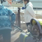 Жительница Пензы перевозит в детской коляске «четвероногих» 