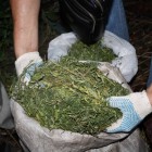 У уголовника из Пензенской области обнаружили около килограмма наркотиков