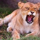 СМИ: Пензенский зоопарк с «распростертыми объятиями» примет львицу, напавшую на подростка в Энгельсе 
