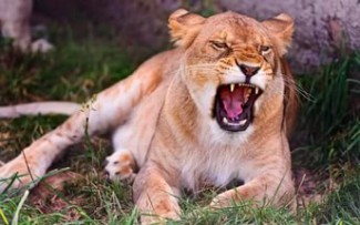 СМИ: Пензенский зоопарк с «распростертыми объятиями» примет львицу, напавшую на подростка в Энгельсе 