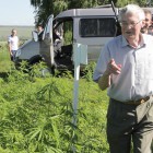 Ученый из пензенского НИИ поставил крест на развитии рынка медицинской марихуаны в России