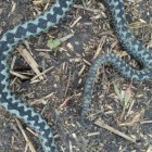 Пензенцы до жути напугались опасной ядовитой змеи, обнаруженной возле Суры 