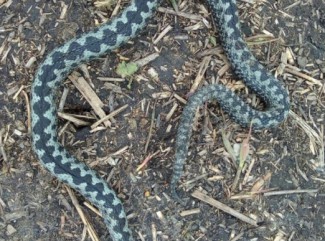 Пензенцы до жути напугались опасной ядовитой змеи, обнаруженной возле Суры 