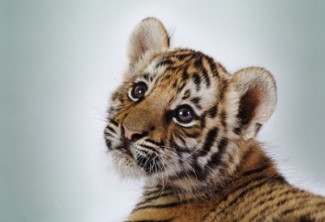 В пензенском зоопарке борются за спасение популяции амурских тигров