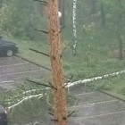 В Пензенской области ураганом повалило сразу ряд деревьев