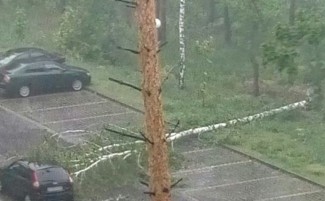 В Пензенской области ураганом повалило сразу ряд деревьев