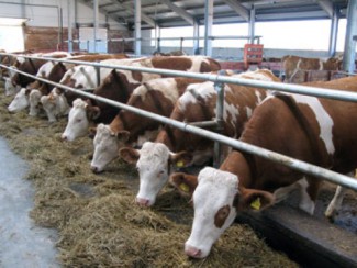 Пензенская область – вторая в ПФО по производству мяса