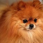 Зареченцу, сбившему собаку, не помог даже Верховный суд России