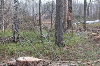 В Пензенской области мужчина «наломал дров» более чем на 100 тысяч