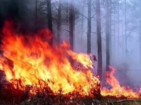 В выходные в Пензенской области ожидается вспышка лесных пожаров
