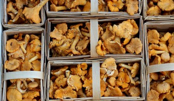 Пензенские грибоводы банкротят своих работодателей