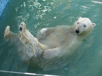 В Пензенском зоопарке белому медведю обновили бассейн
