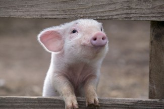 Разводить свиней небезопасно? Жительница Пензы попалась на уловку мошенника