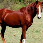Астраханские лошади хотели незаконно проникнуть в Пензу?