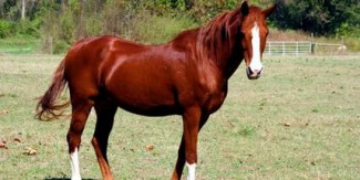 Астраханские лошади хотели незаконно проникнуть в Пензу?