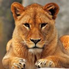 Владелец львицы, напавшей на ребенка в Энгельсе, намерен подать в суд на его родителей 