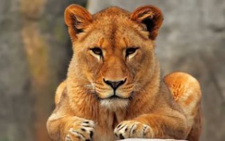 Владелец львицы, напавшей на ребенка в Энгельсе, намерен подать в суд на его родителей 