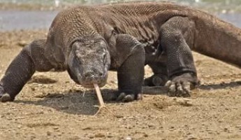 Безжалостный варан обглодал до костей молодую туристку