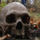 Рядом с трассой «Тамбов-Пенза»  обнаружили человеческий череп 