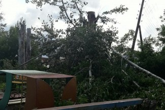 В Пензе огромное дерево рухнуло прямо на территорию детского сада 