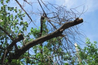 Автовладелец отсудил у администрации Кузнецка десятки тысяч за рухнувшую ветку дерева на машину