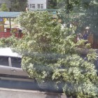 В Пензе на Пушкина дерево раздавило две машины 