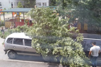 В Пензе на Пушкина дерево раздавило две машины 