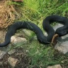 В Пензенской области активизировались ядовитые змеи 