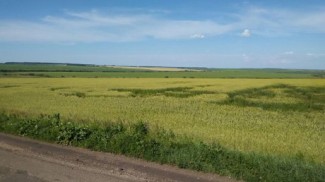 На поле в Пензенской области появились загадочные знаки и иероглифы