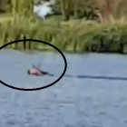 Пензенцы сняли на видео лося, переплывающего пруд у шестой городской больницы