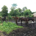 В Пензенской области распродают лошадей, которых поручил спасти губернатор