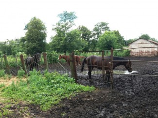 В Пензенской области распродают лошадей, которых поручил спасти губернатор