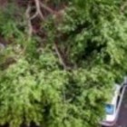 В Пензе на улице Калинина рухнуло дерево и раздавило 4 автомобиля