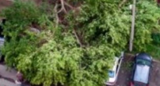 В Пензе на улице Калинина рухнуло дерево и раздавило 4 автомобиля