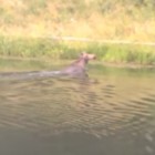 В Пензенской области лось устроил заплыв по Лермонтовскому пруду 
