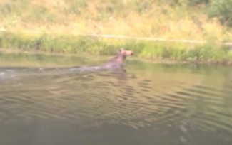 В Пензенской области лось устроил заплыв по Лермонтовскому пруду 