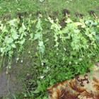 Многодетная мать из Пензенской области посадила около 600 кустов мака под окнами дома