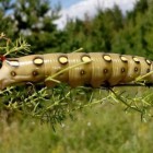 Пензенцы обсуждают в Сети снимок гусеницы-мутанта