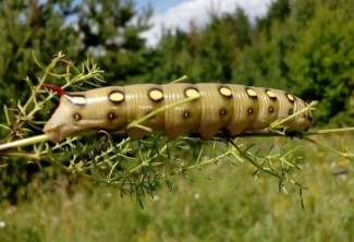 Пензенцы обсуждают в Сети снимок гусеницы-мутанта