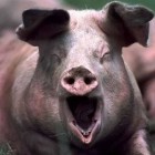 В Пензенской области уничтожат тысячи зараженных свиней