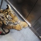 Пензенцы лицом к лицу встретились с живым тигром в лифте