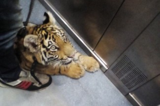 Пензенцы лицом к лицу встретились с живым тигром в лифте