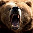 Под Иркутском пензенца жестоко убил медведь