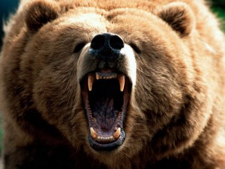 Под Иркутском пензенца жестоко убил медведь